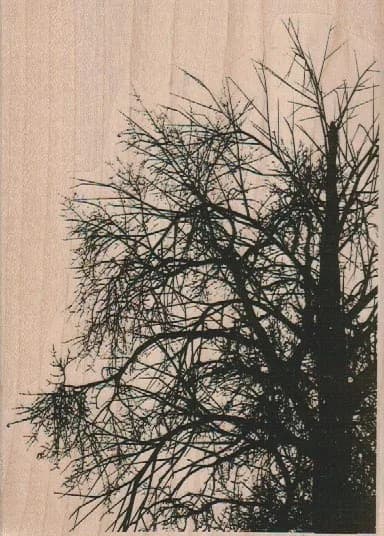 Tree Background 4 x 5 1/2-0
